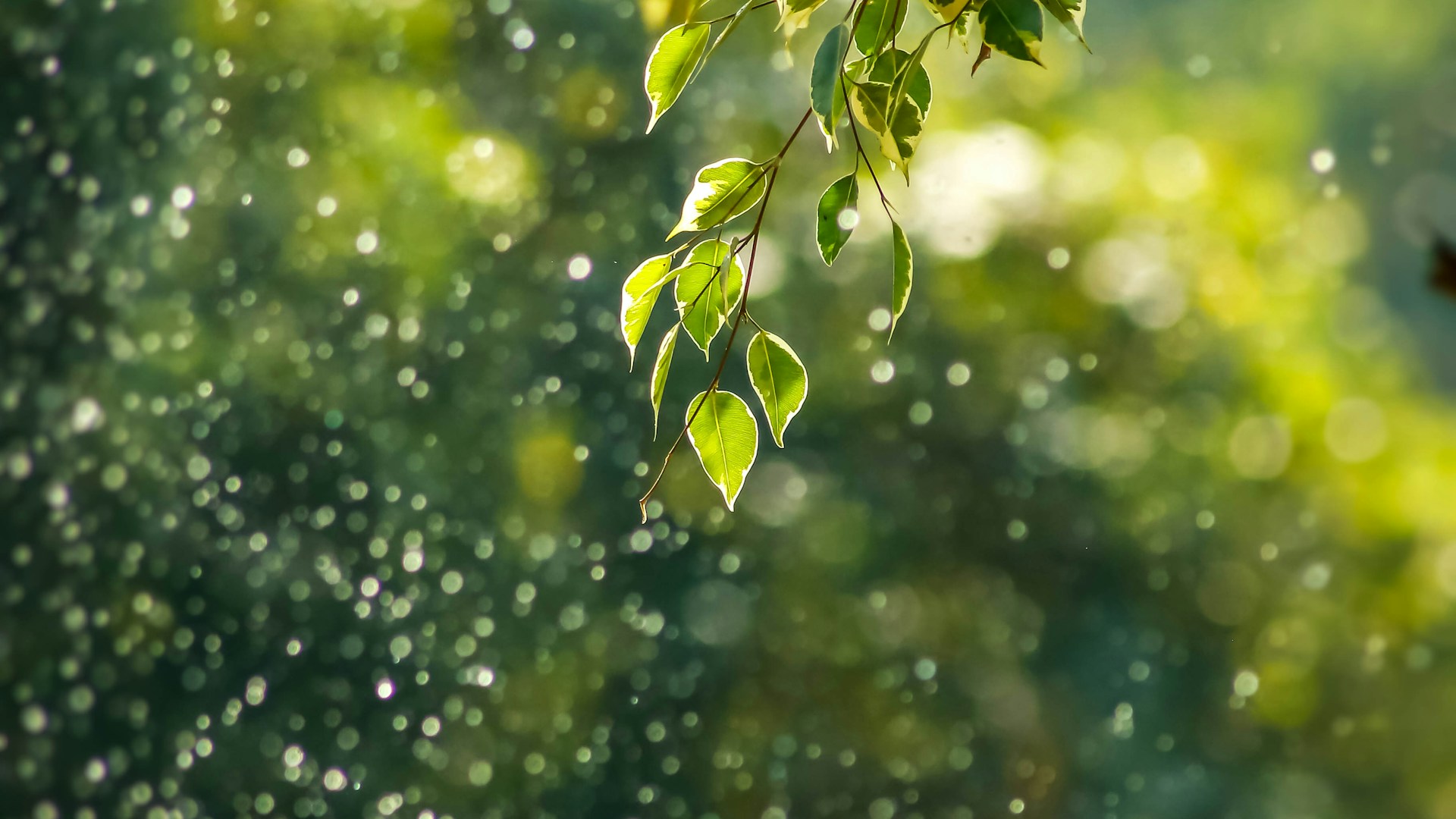 Обои лес природа туман 4K